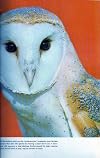 Birds of Prey of the World