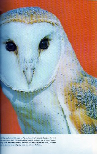 birds of prey of the world