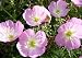 Showy Evening Primrose - 1,000 Seeds