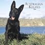 Australian Kelpies 2006 Calendar
