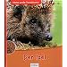 Der Igel
