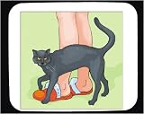 Mouse Pad with cat, legs, slippers, pet, black