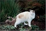 500 Piece Ragdoll Cat Jigsaw Puzzle