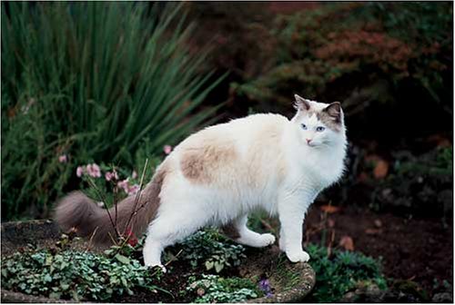 500 Piece Ragdoll Cat Jigsaw Puzzle