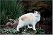  - 500 Piece Ragdoll Cat Jigsaw Puzzle