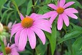 50 BABY PINK CONEFLOWER Echinacea Pallida Flower Seeds