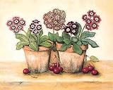 Auriculas With Cherries Poster Print