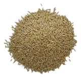 Garden Time Organic Semolina Orzo, 10-Pound Box