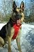 SMALL - BLACK - Krugo Tru-Fit Smart Harness
