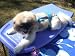 Joybies Blue Aloha Piddle Pants(TM) for X Small Female Dog (Measuring 11