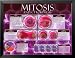 Mitosis & Cytokinesis Education Framed Art Poster Print, 26x20