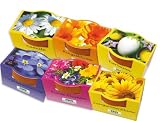6 Mini-Pflanzset 'Blüten'