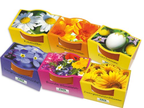 6 Mini-Pflanzset 'Blüten'