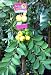 Yellow Lemon Guava Tree Five Gallon