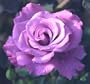 1 - Packaged Rose - Blue Girl
