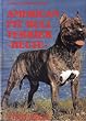 American Pit Bull Terrier heute