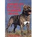 American Pit Bull Terrier heute