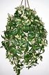 Large Hoya Bush Hanging Basket