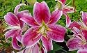 Stargazer Oriental Lily 2 Bulbs