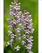 Photographic Prints of Fragrant orchid in flower from Ardea Wildlife Pets