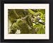 Framed Prints of A wild fig, in fruit from Ardea Wildlife Pets