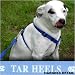 North Carolina Tar Heels Sky Blue Dog Harness