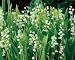 Outdoor Living : 10 - Lily of the Valley