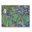 Irises - Box Set of 12 Greeting Cards and Patterned Envelopes