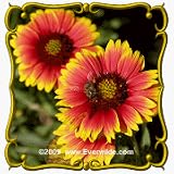 Indian Blanket (Gaillardia pulchella) Jumbo Wildflower Seed Packet - 2000 Seeds