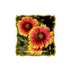 1 Lb Indian Blanket (Gaillardia pulchella) Bulk Wildflower Seeds by 