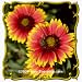 1 Lb Indian Blanket (Gaillardia pulchella) Bulk Wildflower Seeds