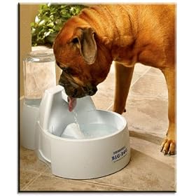 Your Pet Store