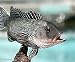 Taxidermy 14" Fiberglass Sea Bass Fish Statue