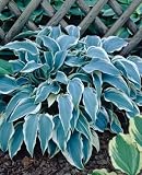 Amazon / Hirts: Perennials; Shade: El Nino Hosta - Shade Perennial - Potted