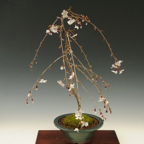 盆栽：しだれ富士桜　(瀬戸焼鉢）