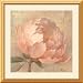Sweet Peony Framed Print by Albena Hristova Framed