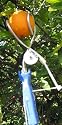 Fruit Picker, the TwisterPicker