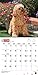 Cockapoos 2015 Calendar