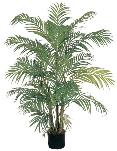 4′ Areca Silk Palm Tree
