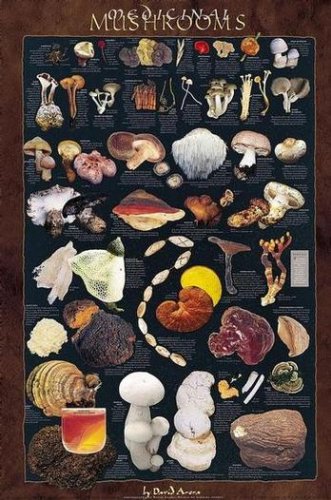 510GNEK9A0L Medicinal Mushrooms Cuisine Poster Print, 24x36