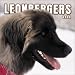 Leonbergers 2004 Calendar