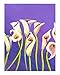 CALIPSO CALA LILLIES, Calla Lily Poster Print by Elena Feliciano, 16x20