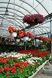 Greenhouse - 48