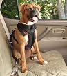 Solvit 62296 Pet Vehicle Safety Harness, Large