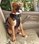 Solvit 62296 Pet Vehicle Safety Harness, Large