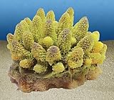ACROPORA HUMILIUS med. gelb