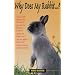 Why Does My Rabbit...?
