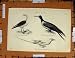 Antique Print C1800-1870 Anseres Birds Gull Tropic-Bird