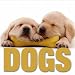 Dogs (Cube Books)