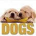 Dogs (Cube Books)